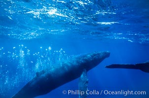 Adult male humpback whale bubble streaming underwater.  The male escort humpback whale seen here is emitting a curtain of bubbles as it swims behind a female during competitive group activities.  The bubble curtain may be meant as warning or visual obstruction to other nearby male whales interested in the female, Megaptera novaeangliae, Maui