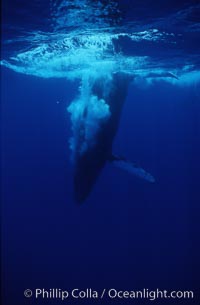 Humpback whale, releasing bubbles during steep dive, Megaptera novaeangliae, Maui