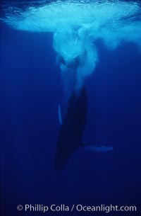 Humpback whale, releasing bubbles during steep dive, Megaptera novaeangliae, Maui