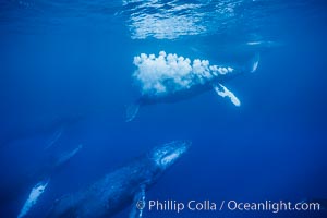 Male North Pacific humpback whale streams a trail of bubbles.  The primary male escort whale (center) creates a curtain of bubbles underwater as it swims behind a female (right), with other challenging males trailing behind in a competitive group.  The bubbles may be a form of intimidation from the primary escort towards the challenging escorts, Megaptera novaeangliae, Maui