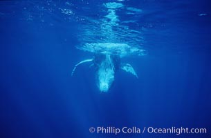 North Pacific humpback whale, male escort releases bubbles diving, Megaptera novaeangliae, Maui