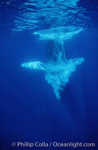 North Pacific humpback whale, male escort releases bubbles diving, Megaptera novaeangliae, Maui