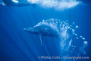 Adult male humpback whale bubble streaming underwater.  The male escort humpback whale seen here is emitting a curtain of bubbles as it swims behind a mother and calf.  The bubble curtain may be meant as warning or visual obstruction to other nearby male whales interested in the mother, Megaptera novaeangliae, Maui