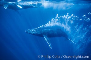 Adult male humpback whale bubble streaming underwater.  The male escort humpback whale seen here is emitting a curtain of bubbles as it swims behind a mother and calf.  The bubble curtain may be meant as warning or visual obstruction to other nearby male whales interested in the mother.