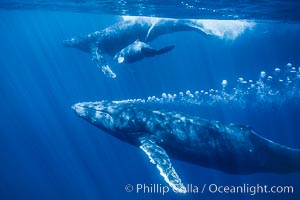 Adult male humpback whale bubble streaming underwater.  The male escort humpback whale seen here is emitting a curtain of bubbles as it swims behind a mother and calf.  The bubble curtain may be meant as warning or visual obstruction to other nearby male whales interested in the mother, Megaptera novaeangliae, Maui