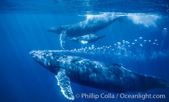 Adult male humpback whale bubble streaming underwater.  The male escort humpback whale seen here is emitting a curtain of bubbles as it swims behind a mother and calf.  The bubble curtain may be meant as warning or visual obstruction to other nearby male whales interested in the mother.
