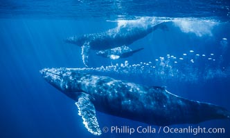 Adult male humpback whale bubble streaming underwater.  The male escort humpback whale seen here is emitting a curtain of bubbles as it swims behind a mother and calf.  The bubble curtain may be meant as warning or visual obstruction to other nearby male whales interested in the mother, Megaptera novaeangliae, Maui