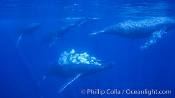 Male North Pacific humpback whale streams a trail of bubbles.  The primary male escort whale (center) creates a curtain of bubbles underwater as it swims behind a female (right), with other challenging males trailing behind in a competitive group.  The bubbles may be a form of intimidation from the primary escort towards the challenging escorts, Megaptera novaeangliae, Maui