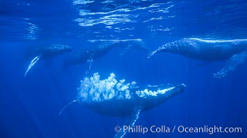 Male North Pacific humpback whale streams a trail of bubbles.  The primary male escort whale (center) creates a curtain of bubbles underwater as it swims behind a female (right), with other challenging males trailing behind in a competitive group.  The bubbles may be a form of intimidation from the primary escort towards the challenging escorts.