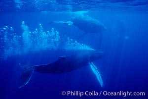 Adult male north Pacific humpback whale bubble streaming underwater in the midst of a competitive group.   The male escort humpback whale seen here is emitting a curtain of bubbles as it swims closely behind a female, .  The bubble curtain may be meant as warning or visual obstruction to other nearby males interested in the female, Megaptera novaeangliae, Maui