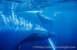 Adult male north Pacific humpback whale bubble streaming underwater in the midst of a competitive group.   The male escort humpback whale seen here is emitting a curtain of bubbles as it swims closely behind a female, .  The bubble curtain may be meant as warning or visual obstruction to other nearby males interested in the female, Megaptera novaeangliae, Maui