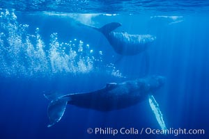 Adult male north Pacific humpback whale bubble streaming underwater in the midst of a competitive group.   The male escort humpback whale seen here is emitting a curtain of bubbles as it swims closely behind a female, .  The bubble curtain may be meant as warning or visual obstruction to other nearby males interested in the female, Megaptera novaeangliae, Maui