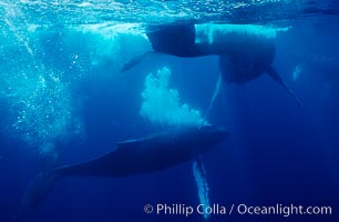 North Pacific humpback whale, primary escort bubble trails alongside female amid competitive group. Maui, Hawaii, USA, Megaptera novaeangliae, natural history stock photograph, photo id 06003