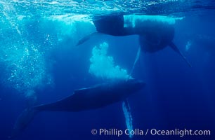 North Pacific humpback whale, primary escort bubble trails alongside female amid competitive group, Megaptera novaeangliae, Maui