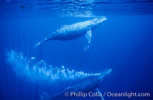 Adult male north Pacific humpback whale bubble streaming underwater in the midst of a competitive group.   The male escort humpback whale seen here is emitting a curtain of bubbles as it swims closely behind a female, .  The bubble curtain may be meant as warning or visual obstruction to other nearby males interested in the female, Megaptera novaeangliae, Maui