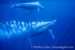 Adult male north Pacific humpback whale bubble streaming underwater in the midst of a competitive group.   The male escort humpback whale seen here is emitting a curtain of bubbles as it swims closely behind a female, .  The bubble curtain may be meant as warning or visual obstruction to other nearby males interested in the female, Megaptera novaeangliae, Maui