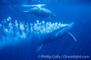 Adult male north Pacific humpback whale bubble streaming underwater in the midst of a competitive group.   The male escort humpback whale seen here is emitting a curtain of bubbles as it swims closely behind a female, .  The bubble curtain may be meant as warning or visual obstruction to other nearby males interested in the female, Megaptera novaeangliae, Maui