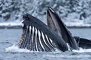 Humpback whale surfaces during coordinated bubble-net feeding in Southeast Alaska. The whales use bubbles, sound, and movement to corral fish before capturing them in their open mouths, Megaptera novaeangliae, Sitka Sound