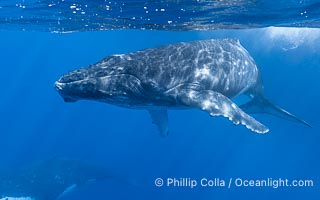 Humpback whale calf swims up to the camera, offshore of Moorea, French Polynesia, Megaptera novaeangliae