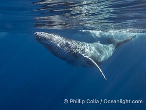 Humpback whale calf swims up to the camera, offshore of Moorea, French Polynesia, Megaptera novaeangliae