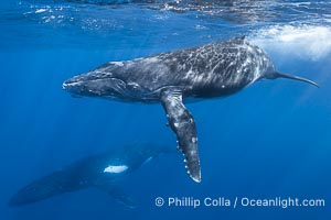 Humpback whale calf swims up to the camera, offshore of Moorea, French Polynesia, Megaptera novaeangliae