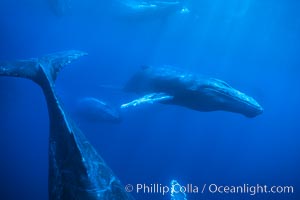 Humpback whale competitive group, underwater, swimming quickly and one trailing a stream of bubbles, Megaptera novaeangliae, Maui