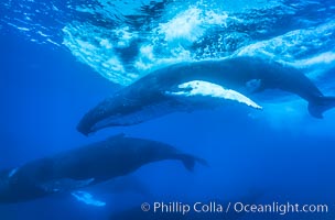 Male humpback whale diving amid competitive group, Megaptera novaeangliae, Maui
