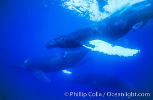 Humpback whale competitive group, several adult male escort whales swimming closely together as part of a larger competitive group, Megaptera novaeangliae, Maui