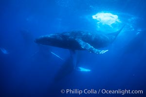 Humpback whale competitive group, several adult male escort whales swimming closely together as part of a larger competitive group, Megaptera novaeangliae, Maui