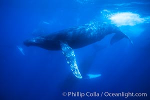 Male humpback whale slowing/maneuving amid competitive group, Megaptera novaeangliae, Maui