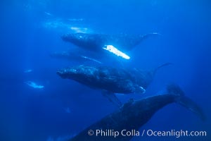 Humpback whale competitive group, several adult male escort whales swimming closely together as part of a larger competitive group, Megaptera novaeangliae, Maui