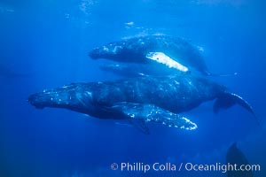 Humpback whale competitive group, several adult male escort whales swimming closely together as part of a larger competitive group.