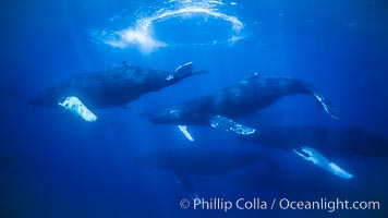 Humpback whale competitive group, several adult male escort whales swimming closely together as part of a larger competitive group.