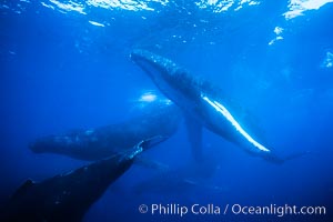 Humpback whale competitive group, several adult male escort whales swimming closely together as part of a larger competitive group, Megaptera novaeangliae, Maui