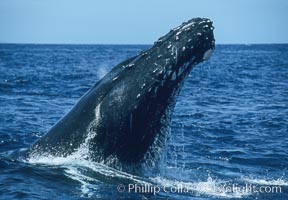 Male humpback whale with head raised out of the water, braking and pushing back at another whale by using pectoral fins spread in a "crucifix block", during surface active social behaviours, Megaptera novaeangliae, Maui