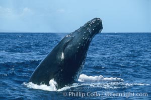 Male humpback whale with head raised out of the water, braking and pushing back at another whale by using pectoral fins spread in a 