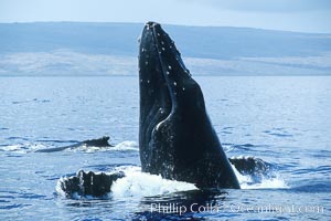 Male humpback whale with head raised out of the water, braking and pushing back at another whale by using pectoral fins spread in a "crucifix block", during surface active social behaviours, Megaptera novaeangliae, Maui