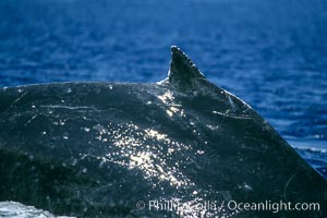 Humpback whale dorsal fin, Megaptera novaeangliae, Maui