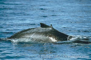 Humpback whale calf with malformed dorsal fin, Megaptera novaeangliae, Maui