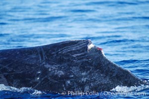 Humpback whale dorsal fin damaged during competitive group socializing, Megaptera novaeangliae, Maui