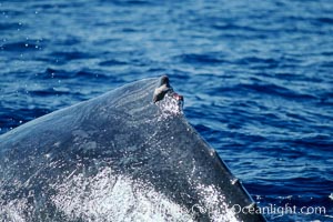 Humpback whale dorsal fin damaged during competitive group socializing, Megaptera novaeangliae, Maui