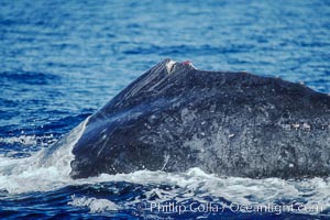 Humpback whale dorsal fin damaged during competitive group socializing, Megaptera novaeangliae, Maui