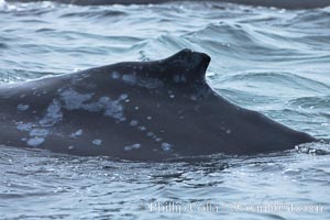 Humpback whale dorsal fin, one of the identifiable characteristics researchers use to capture/recapture humpback whales from year to year, Megaptera novaeangliae, Santa Rosa Island, California