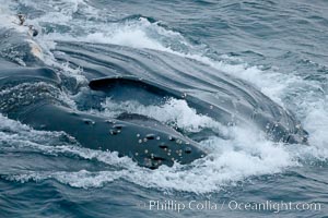Humpback whale lunge feeding on Antarctic krill, with mouth open and baleen visible.  The humbpack's throat grooves are seen as its pleated throat becomes fully distended as the whale fills its mouth with krill and water.  The water will be pushed out, while the baleen strains and retains the small krill. Gerlache Strait, Antarctic Peninsula, Antarctica, Megaptera novaeangliae, natural history stock photograph, photo id 25648
