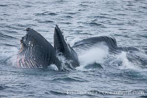 Humpback whale lunge feeding on Antarctic krill, with mouth open and baleen visible.  The humbpack's pink throat grooves are seen as its pleated throat becomes fully distended as the whale fills its mouth with krill and water.  The water will be pushed out, while the baleen strains and retains the small krill, Megaptera novaeangliae, Gerlache Strait