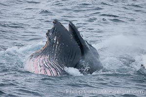 Humpback whale lunge feeding on Antarctic krill, Antarctic Peninsula.