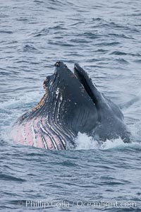 Humpback whale lunge feeding on Antarctic krill, with mouth open and baleen visible.  The humbpack's pink throat grooves are seen as its pleated throat becomes fully distended as the whale fills its mouth with krill and water.  The water will be pushed out, while the baleen strains and retains the small krill, Megaptera novaeangliae, Gerlache Strait