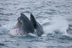 Humpback whale lunge feeding on Antarctic krill, with mouth open and baleen visible.  The humbpack's pink throat grooves are seen as its pleated throat becomes fully distended as the whale fills its mouth with krill and water.  The water will be pushed out, while the baleen strains and retains the small krill, Megaptera novaeangliae, Gerlache Strait