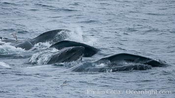 Humpback whales lunge feed on Antarctic krill, engulfing huge mouthfuls of the tiny crustacean, Megaptera novaeangliae, Gerlache Strait