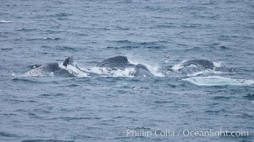 Humpback whales lunge feed on Antarctic krill, engulfing huge mouthfuls of the tiny crustacean, Megaptera novaeangliae, Gerlache Strait